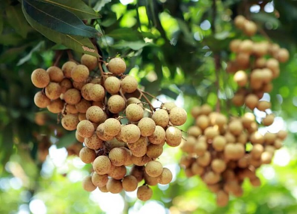 Dac-diem-cua-nhan-long-Hung-Yen
