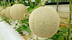 Phan biet dua luoi nhu the nao la chuan nhat? Phan biet dua luoi nhu the nao la chuan nhat?