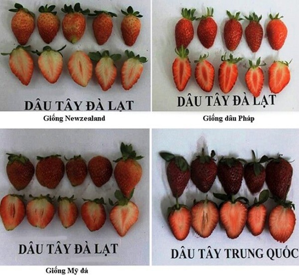 Phan-biet-dau-tay-Da-Lat-va-dau-tay-Trung-Quoc