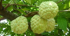 Bí quyết chọn na không hóa chất