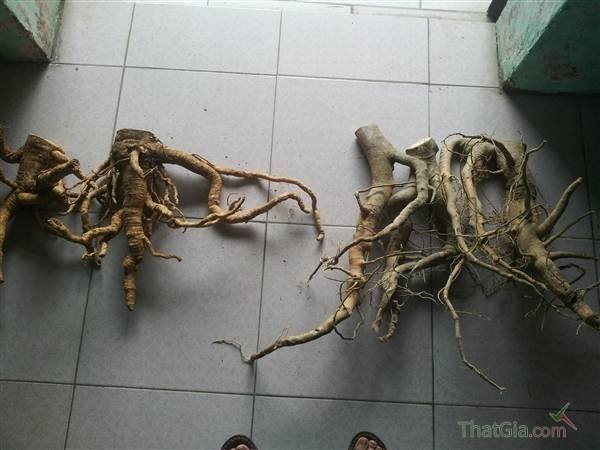 Cấu tạo cây