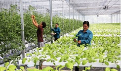 Xây dựng chuỗi giá trị hướng đi bền vững cho nông sản